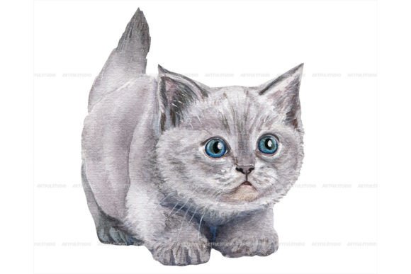 Watercolor British Shorthair Kitten Illustrations for Blog Graphics & Editorial Design